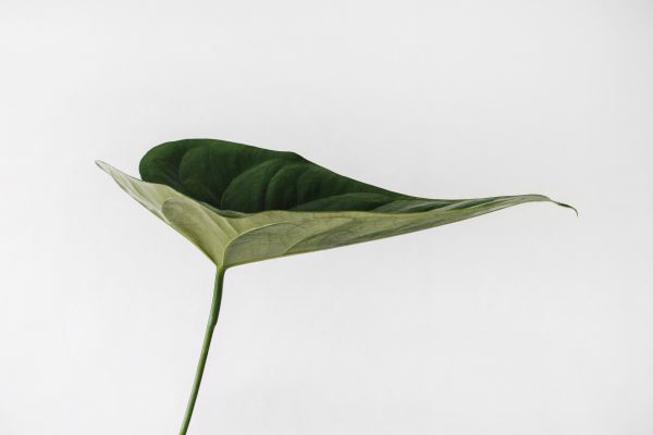 Ein einziges Blatt von einer Pflanze, wie ein Regenschirm geformt
